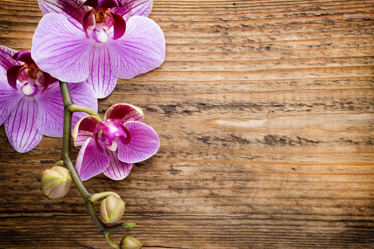 Fototapeta liliowa orchidea na pniu drzewa