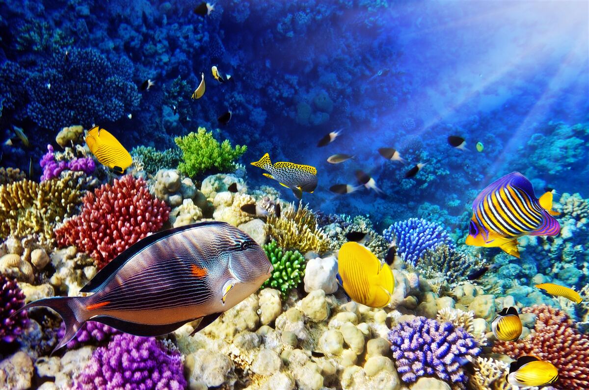 Fototapeta wiązka światła dociera do głębin oceanu