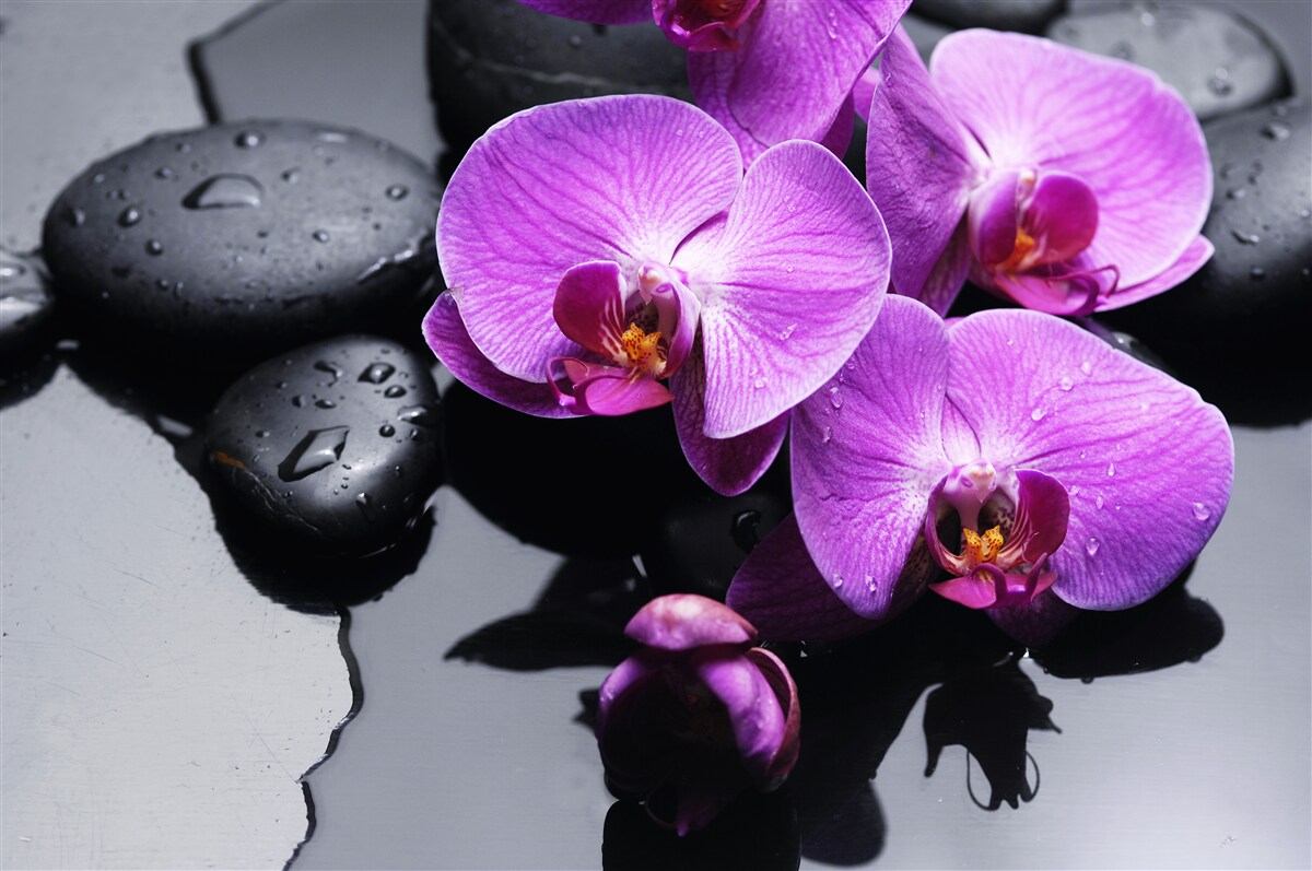 Fototapeta fioletowa orchidea otoczona wodą i kamieniami