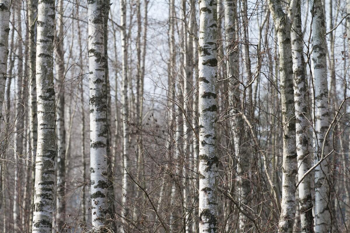 Fototapeta upadłe pełne wdzięku brzozy