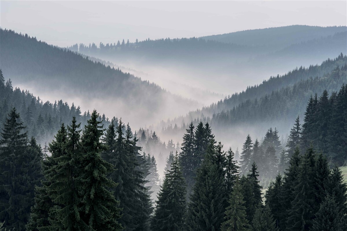 Fototapeta iglasty las górski ukryty jest pod osłoną gęstej mgły