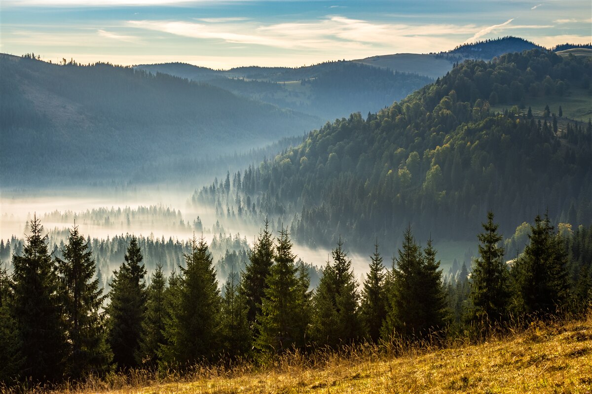 Fototapeta gęsty jesienny las spowity jest gęstszą mgłą