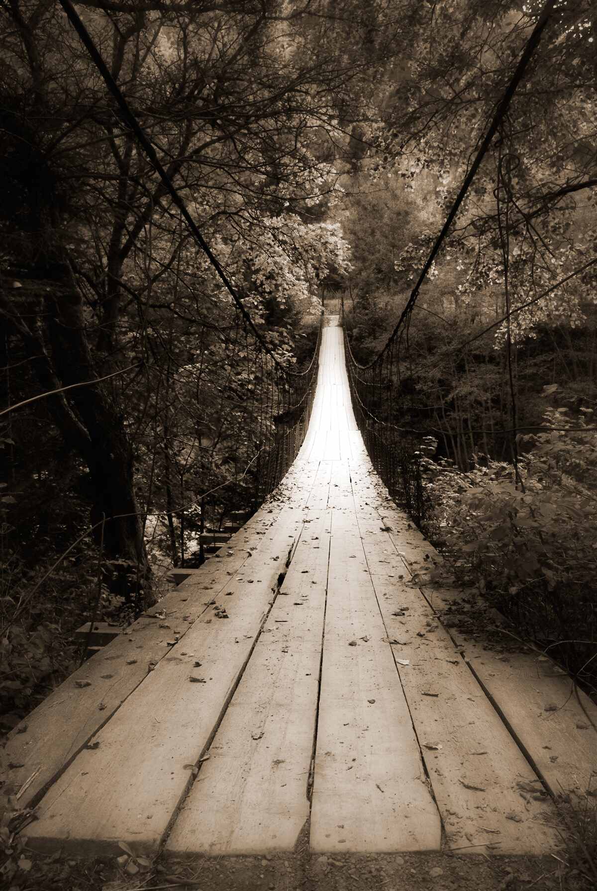 Fototapeta drewniany most łączący staw na terenie leśnym