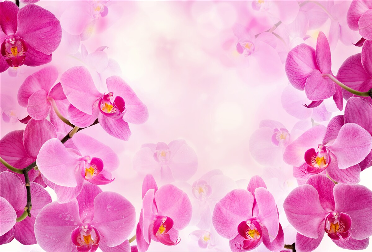 Fototapeta pąki fioletowej orchidei są duże