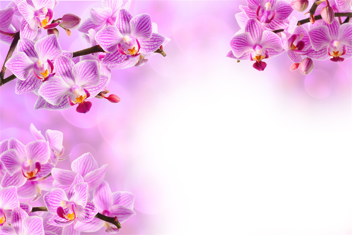 Fototapeta liliowe gałęzie orchidei pokryte kwiatami