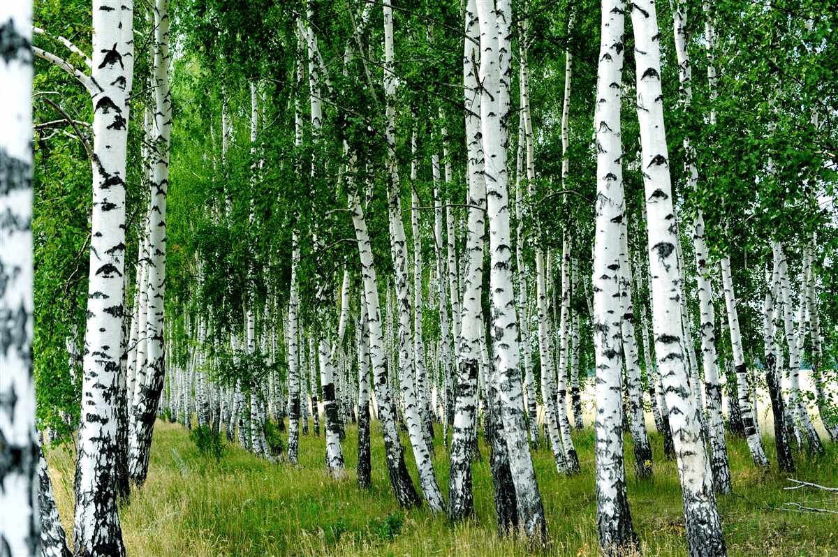 Fototapeta zielone brzozy z wdzięcznymi pniami na otwartym polu