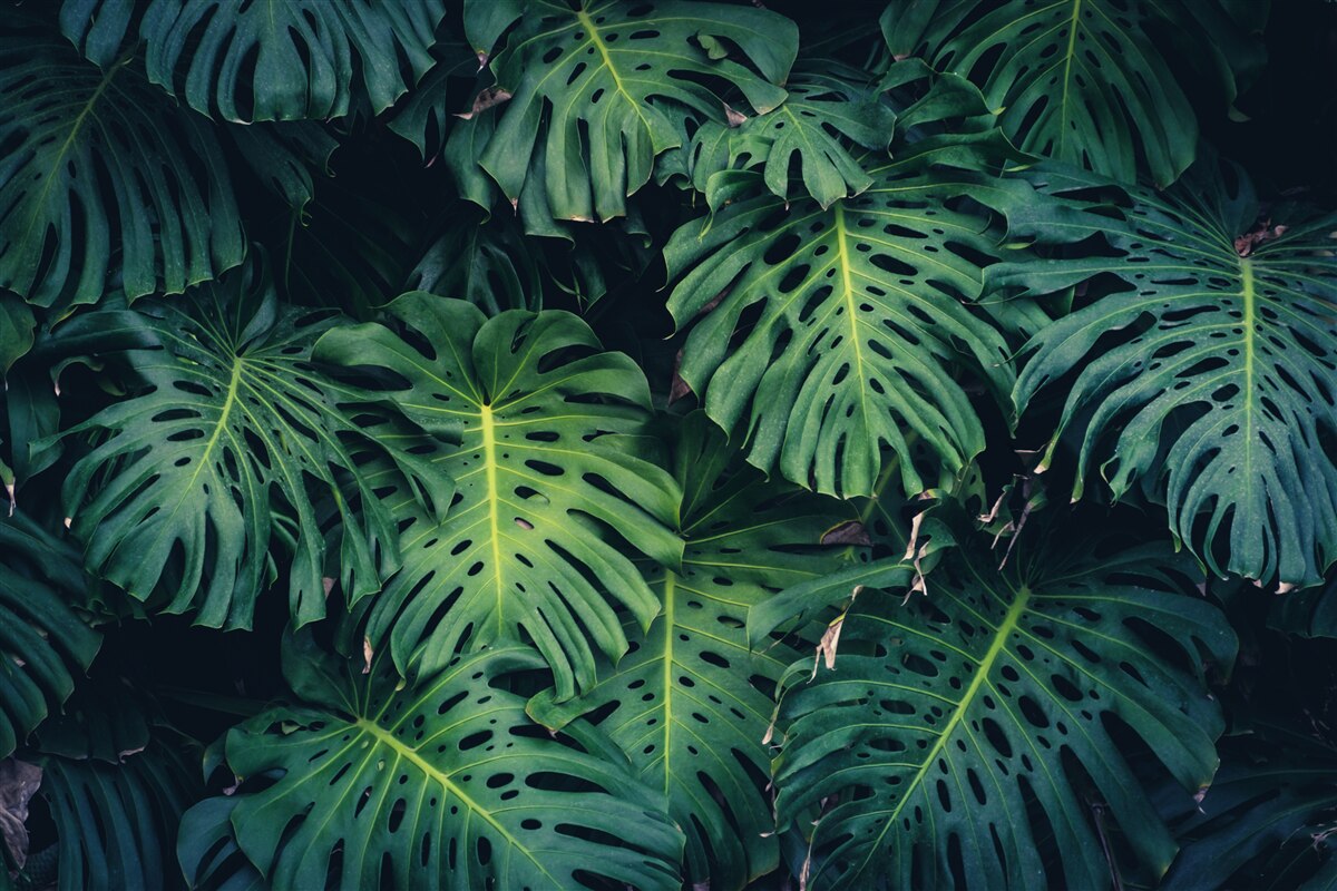 Fototapeta zielone liście dużych palm