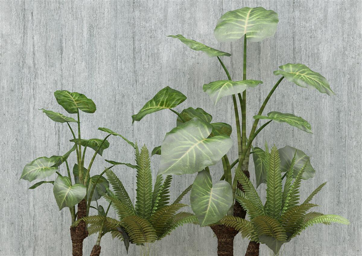 Fototapeta potężny krzew monstera na srebrnym tle