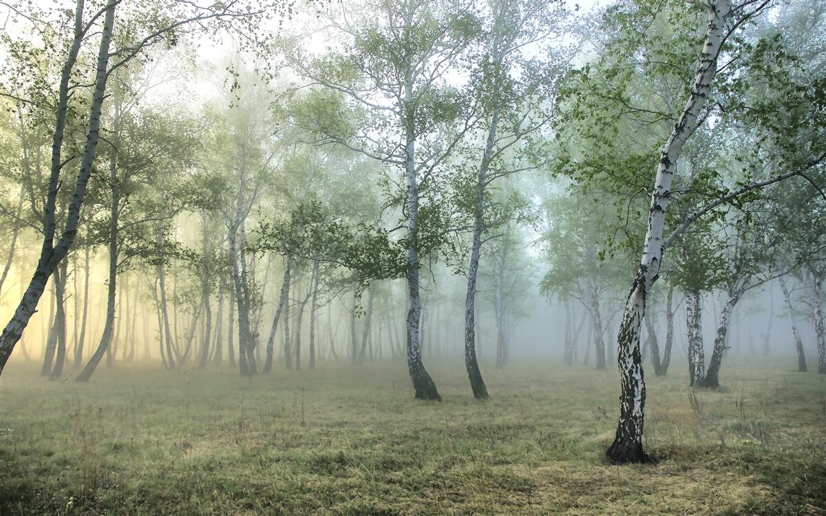 Fototapeta zielony kolor, naturalne elementy i naturalna ulga