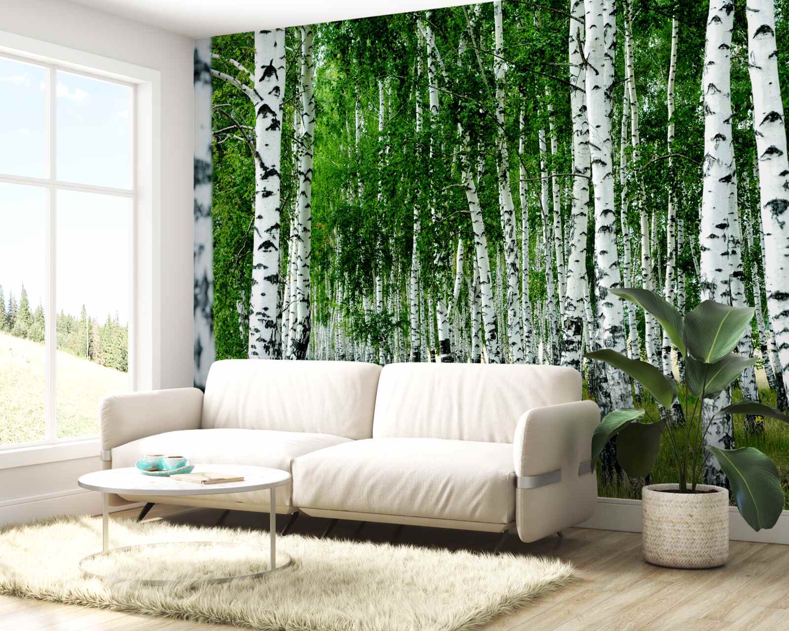 Fototapeta gaj brzozowy