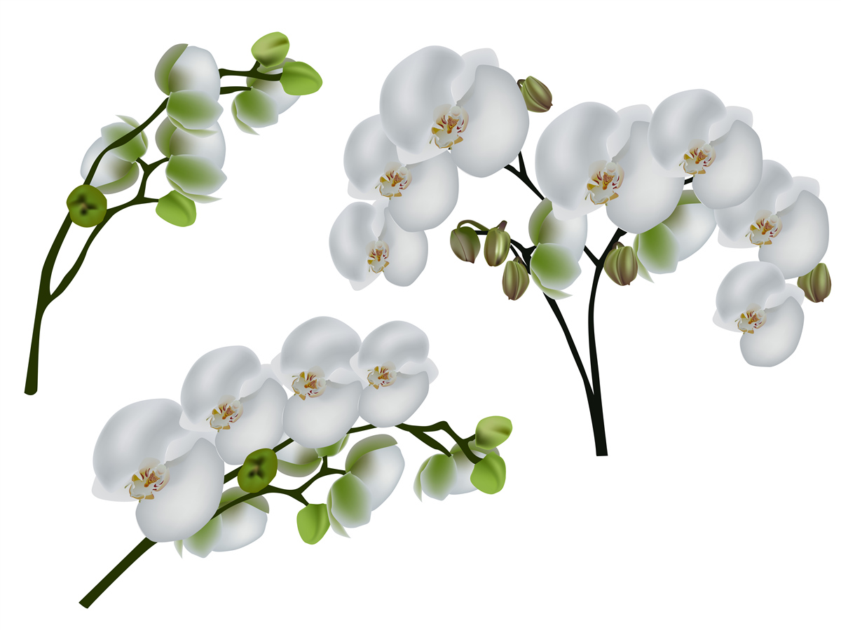 Fototapeta biała orchidea z zielonymi liśćmi