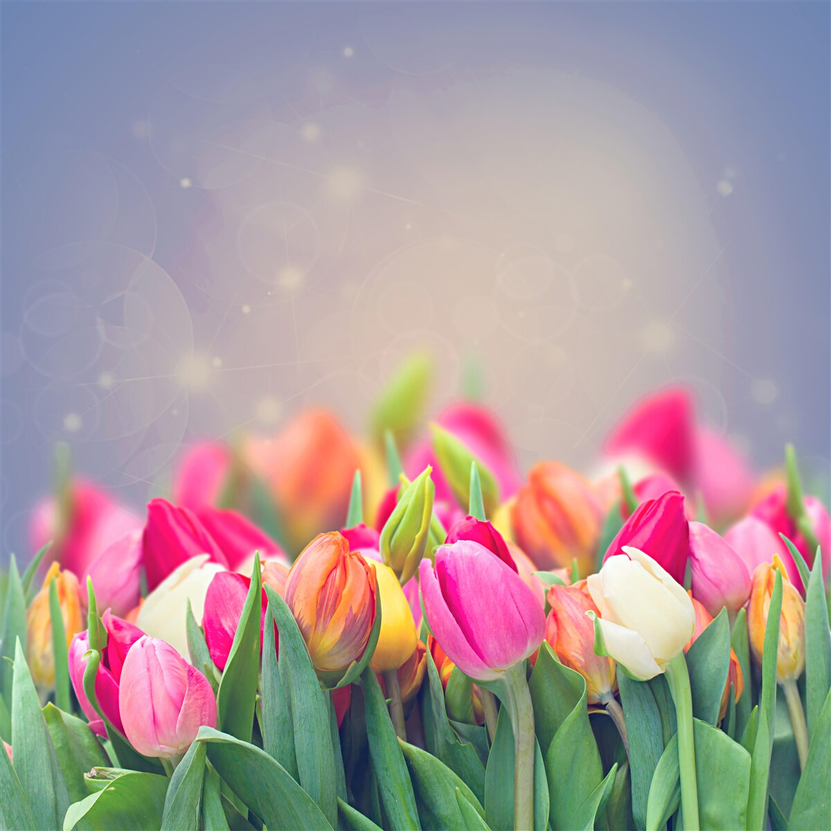 Fototapeta tulipany zasypiające w nocy