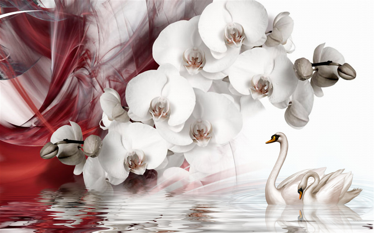 Fototapeta orchidee z białymi pąkami w pobliżu stawu z łabędziami