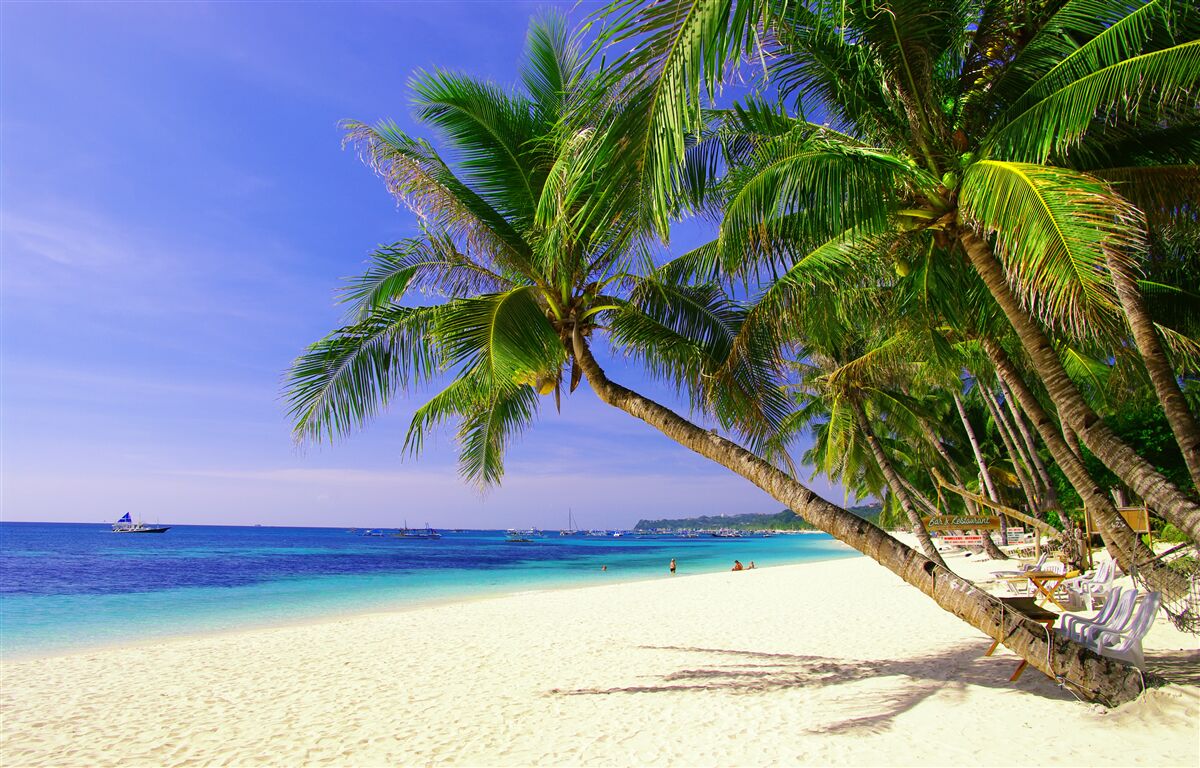 Fototapeta piaszczyste plaże z palmami i spokojnym oceanem