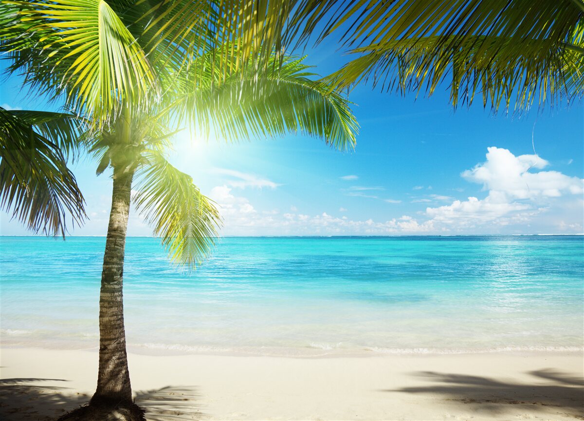 Fototapeta spokojna egzotyczna plaża ozdobiona palmami