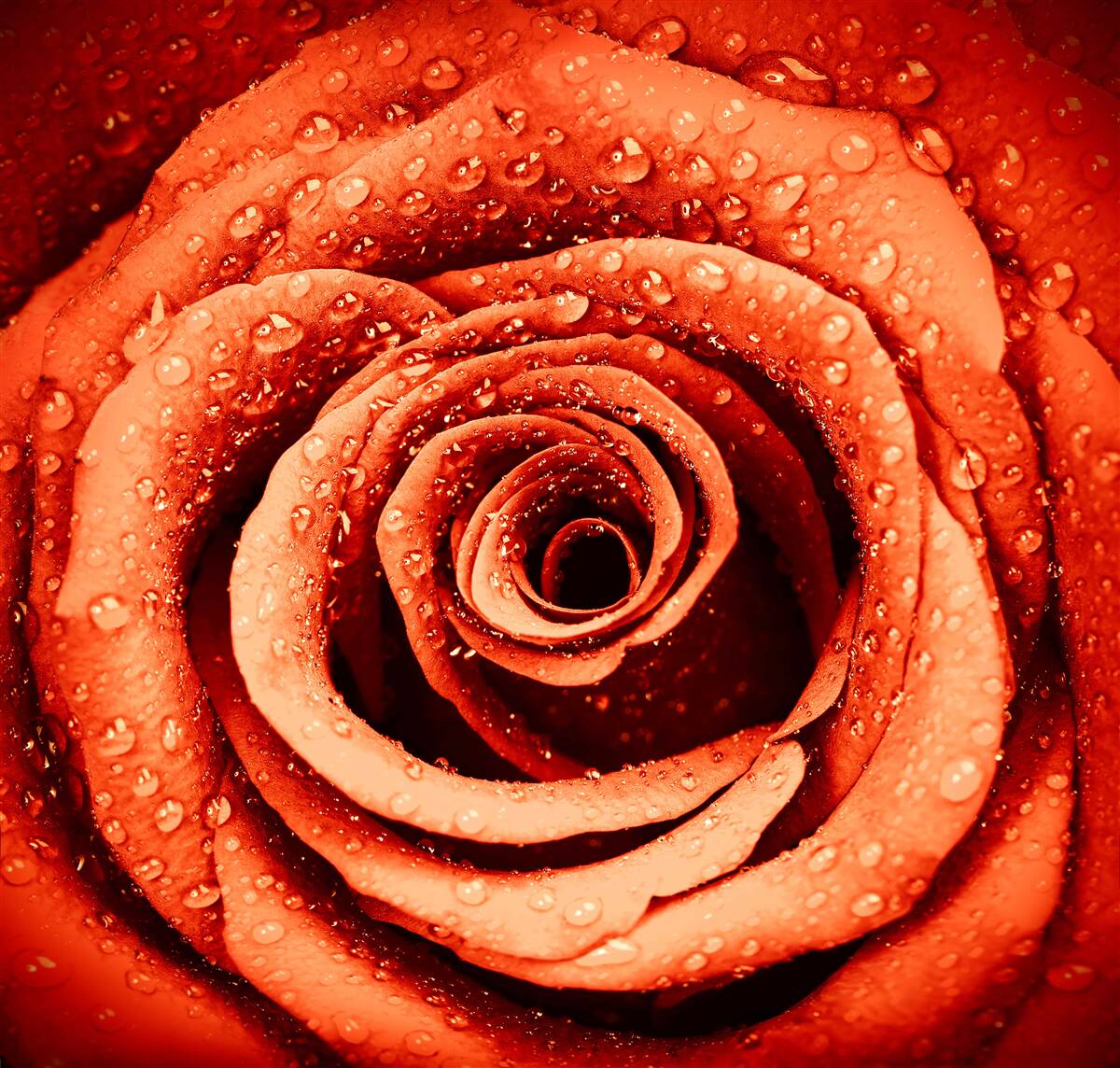 Fototapeta krople rosy na szkarłatnym płatku róży
