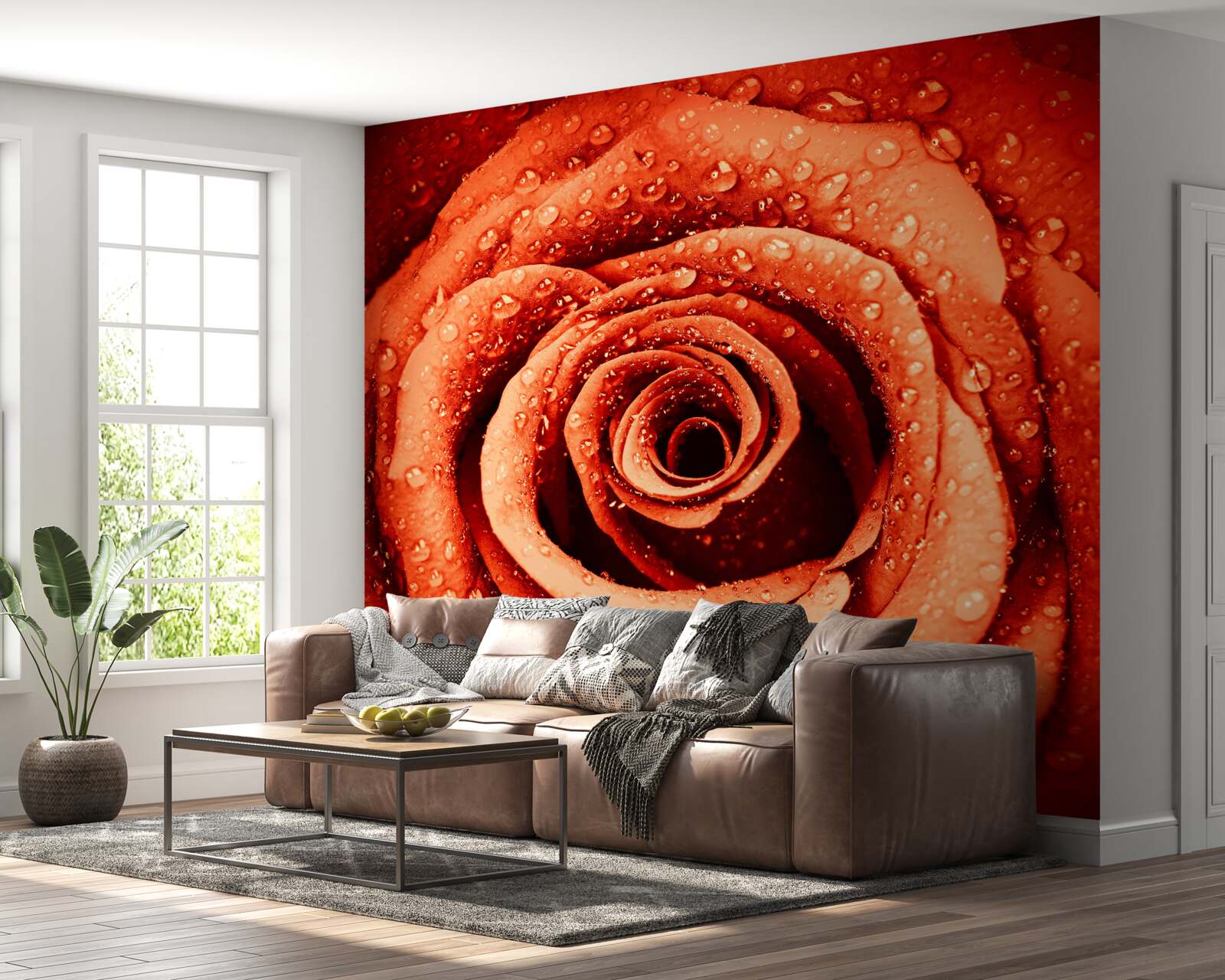 Fototapeta krople rosy na szkarłatnym płatku róży