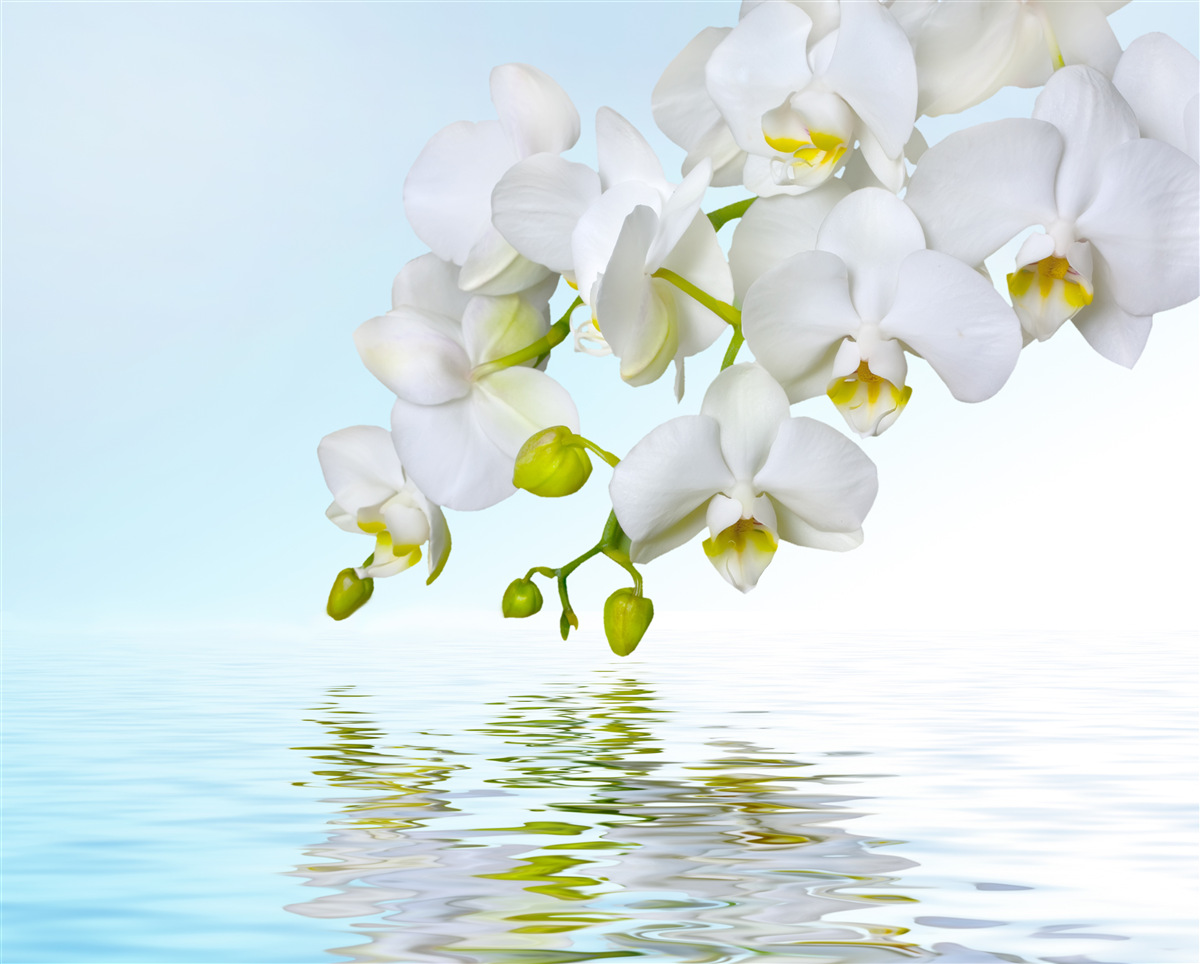 Fototapeta gałąź białej orchidei w pobliżu spokojnej wody