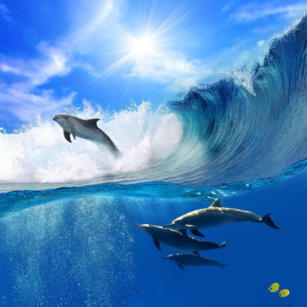Fototapeta wody oceanu zamieszkane przez delfiny