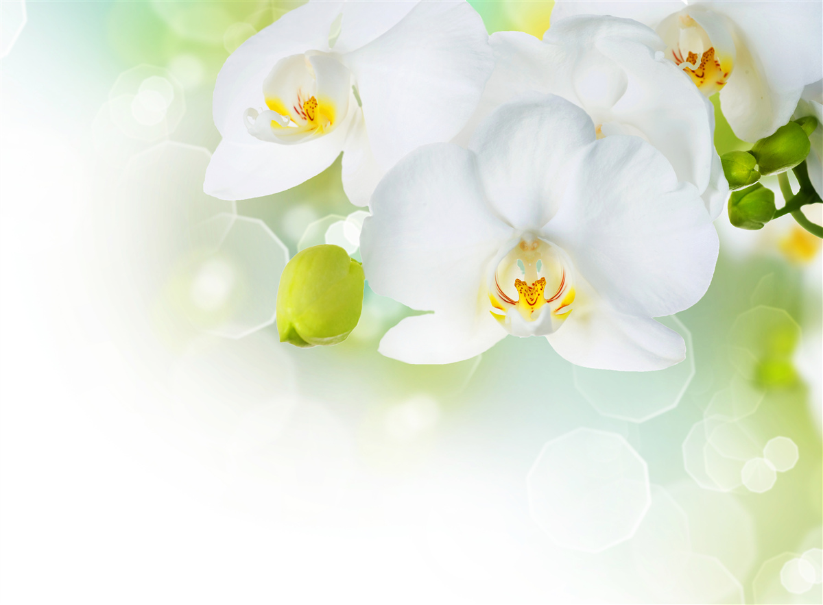 Fototapeta biała orchidea unosi się nad wodą