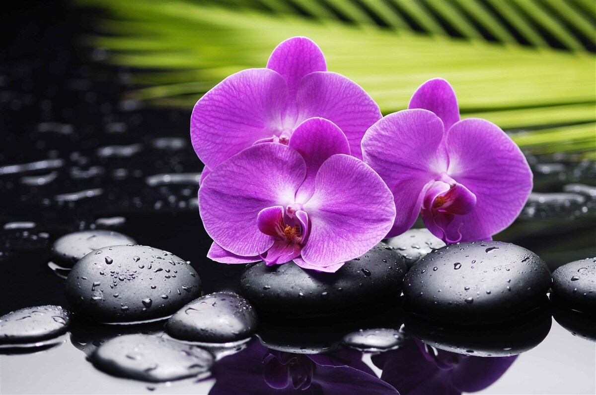 Fototapeta fioletowa orchidea na czarnym kamieniu w pobliżu wody