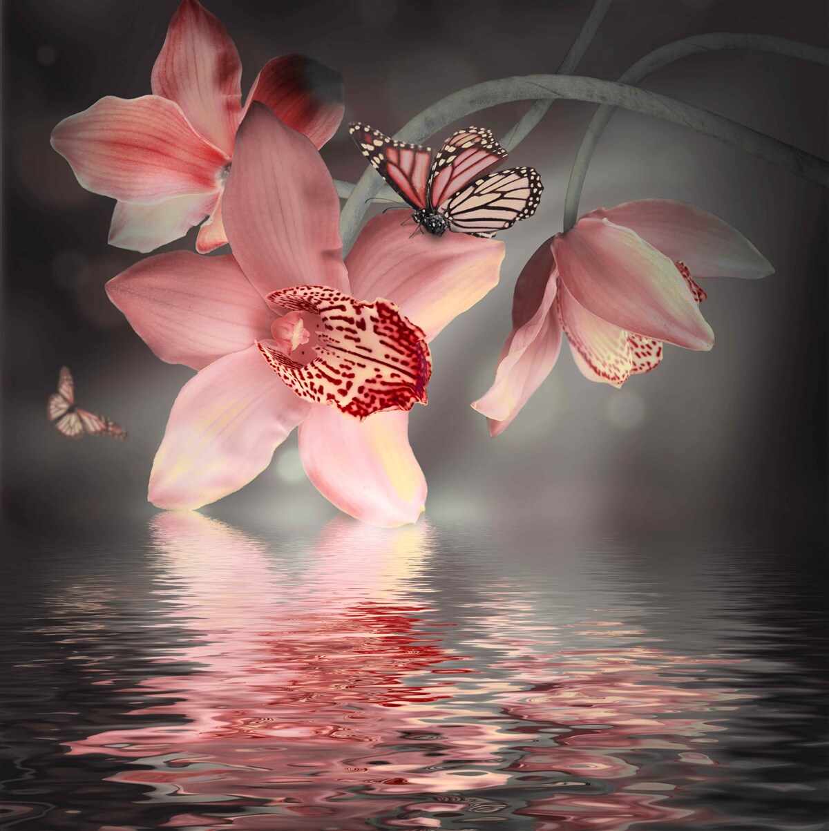 Fototapeta nad powierzchnią wody wisi różowa orchidea