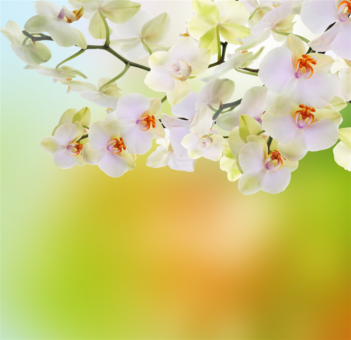 Fototapeta duże białe orchidee na łodydze