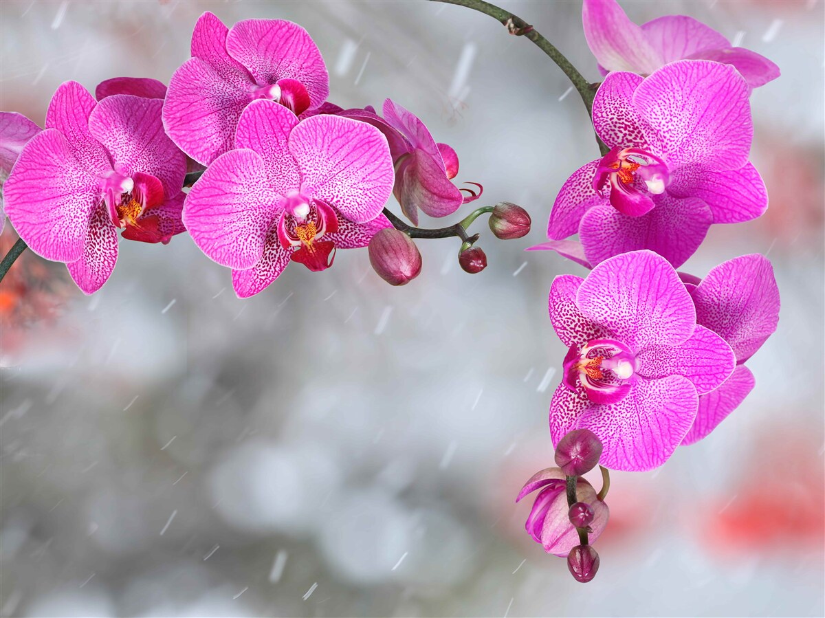 Fototapeta w deszczu kwitną różowe orchidee