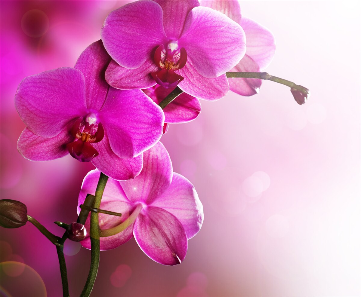 Fototapeta pełna wdzięku gałąź liliowej orchidei w słońcu
