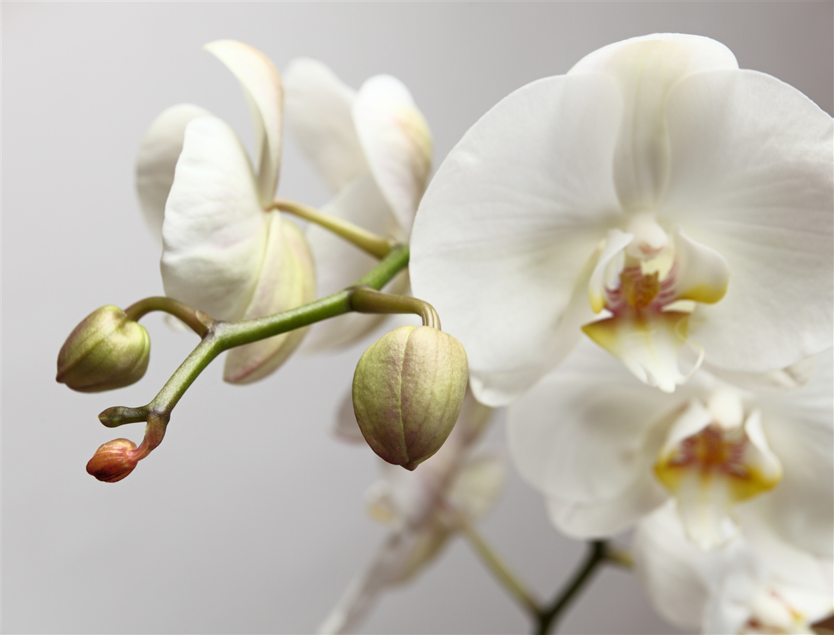 Fototapeta gałąź białej orchidei z kwitnącymi kwiatami i niewyrośniętymi pąkami