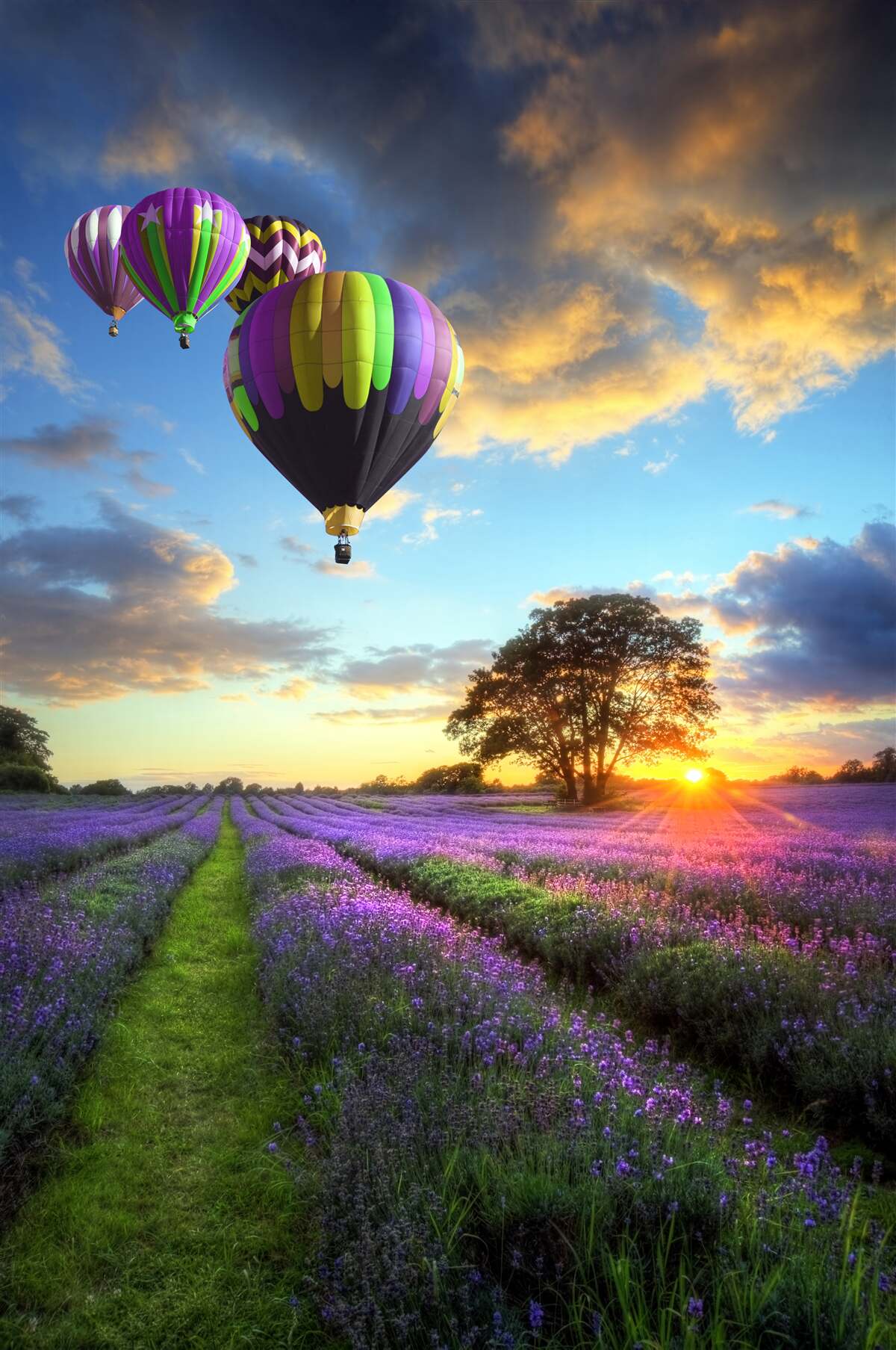 Fototapeta jasny balon na ogrzane powietrze unoszący się nad polem lawendy