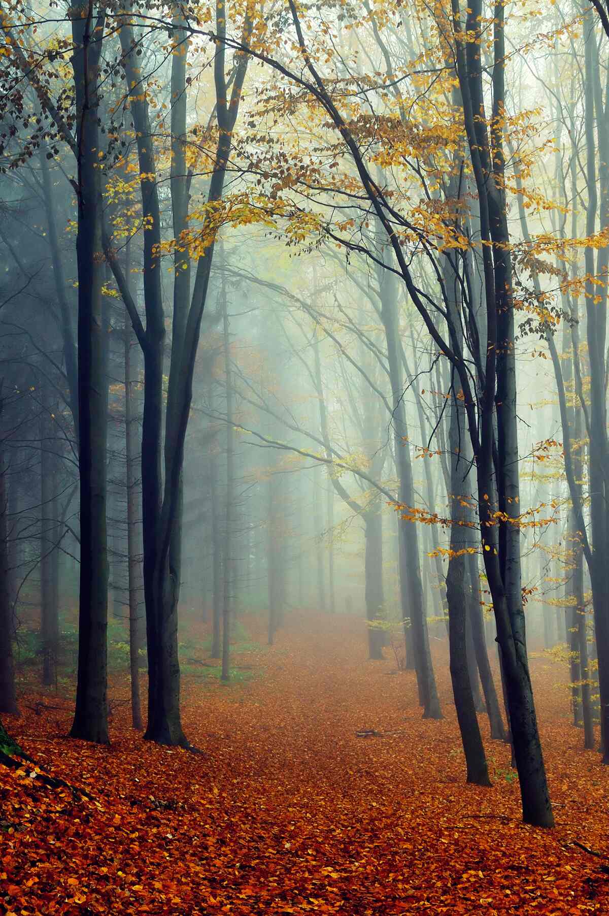 Fototapeta jesienny las spowity mgłą