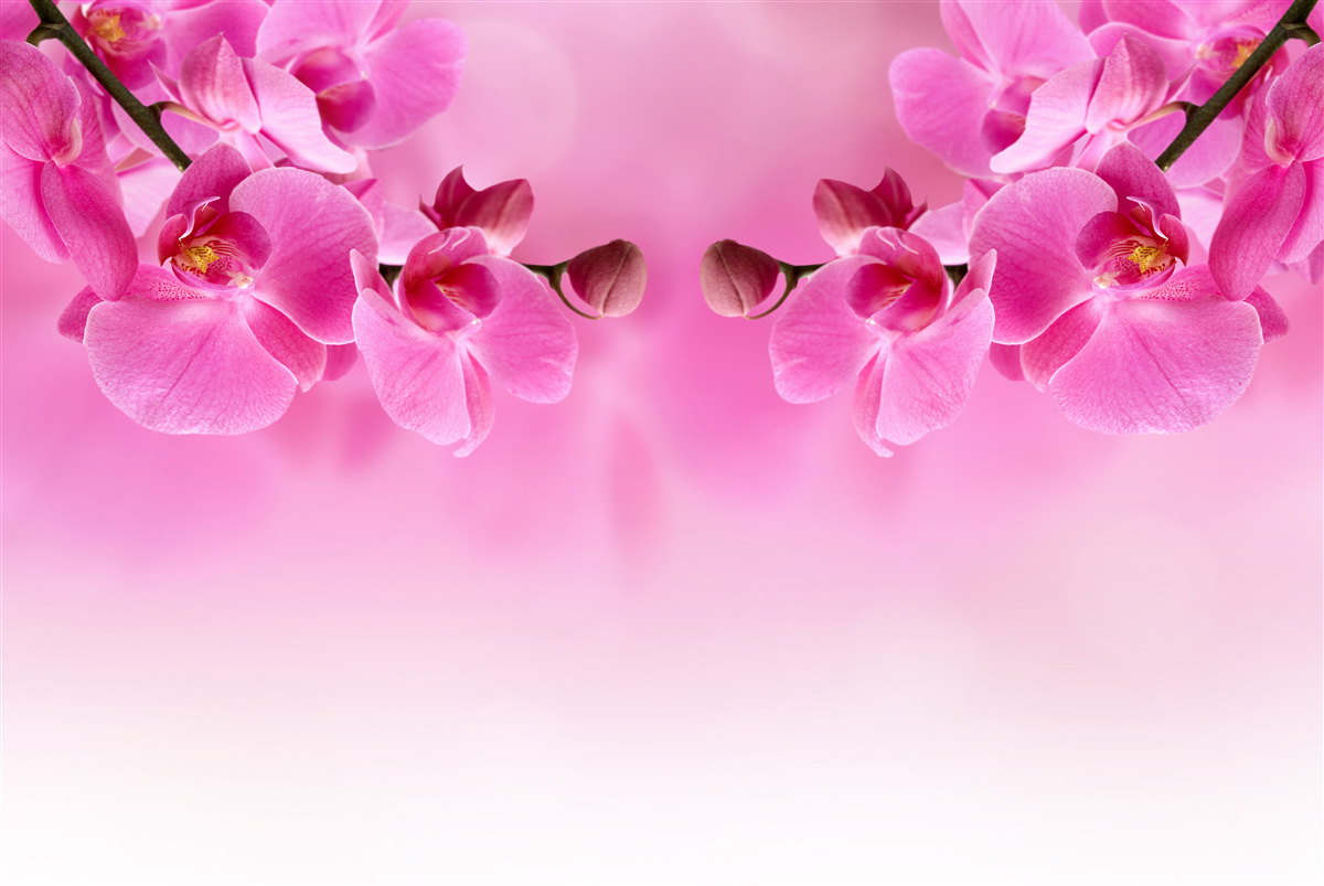 Fototapeta gałęzie różowej orchidei na jasnym tle