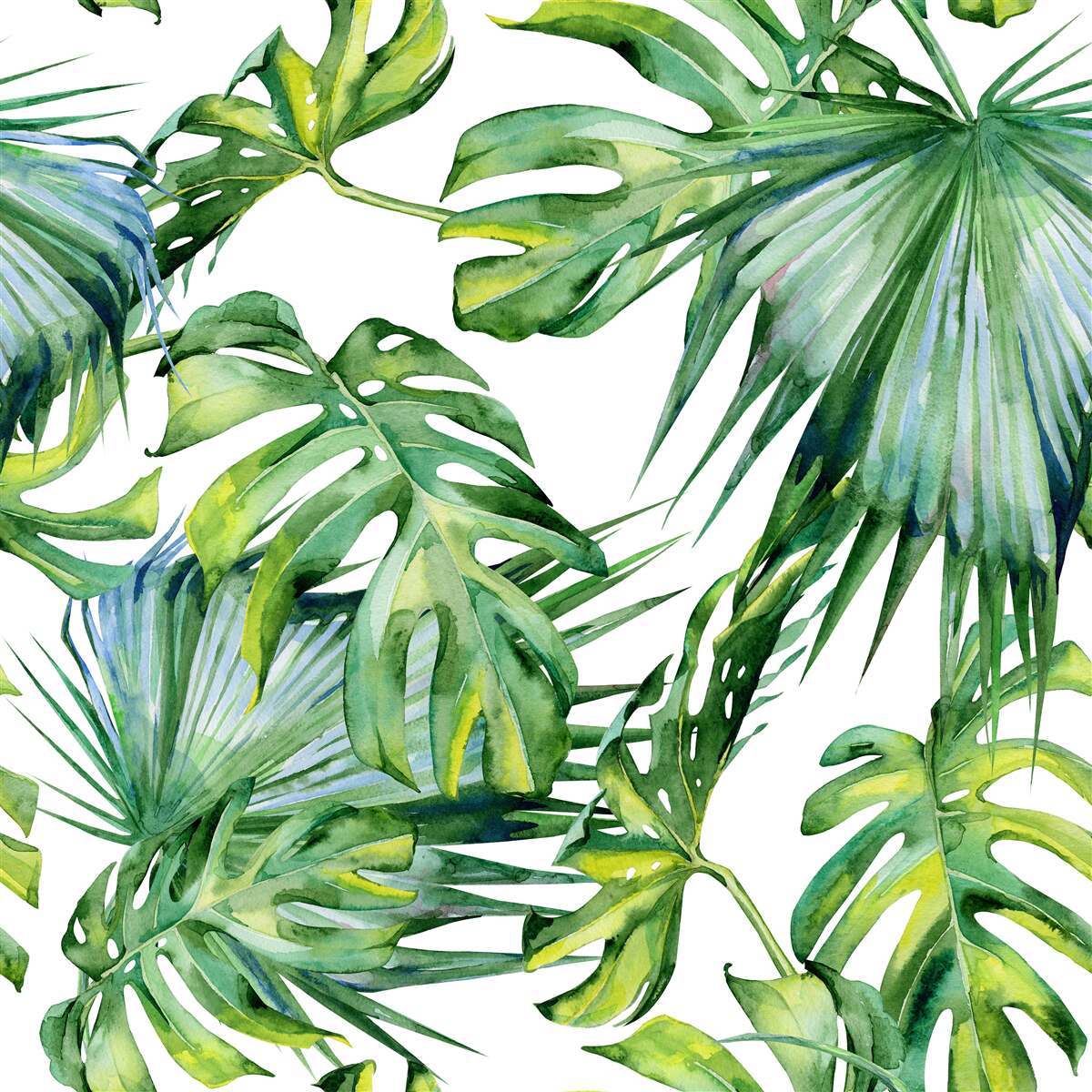 Fototapeta monstera opuszcza tropiki