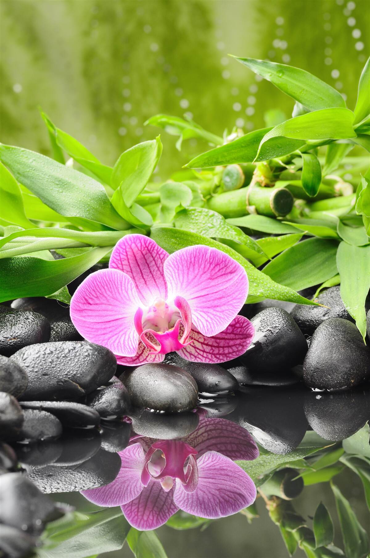 Fototapeta orchidea z wdziękiem umieszczona na ciemnym kamieniu w pobliżu wody