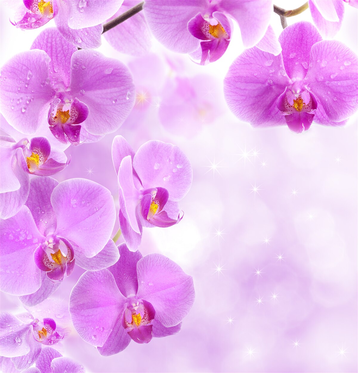 Fototapeta na gałęzi zakwitły duże fioletowe orchidee