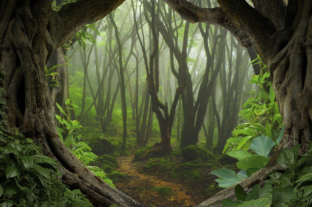 Fototapeta bujna szmaragdowa palisada drzew