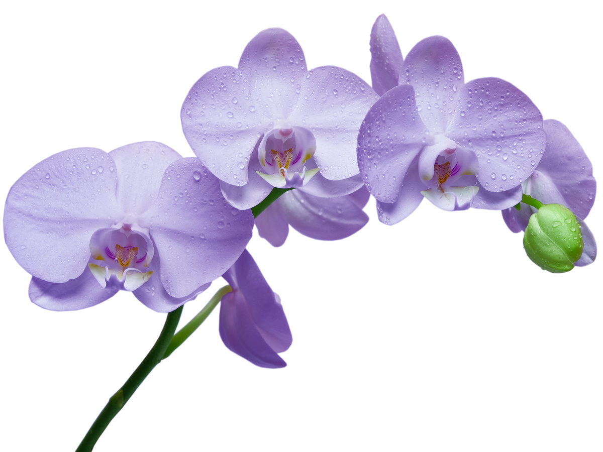 Fototapeta sama gałąź jasnej liliowej orchidei