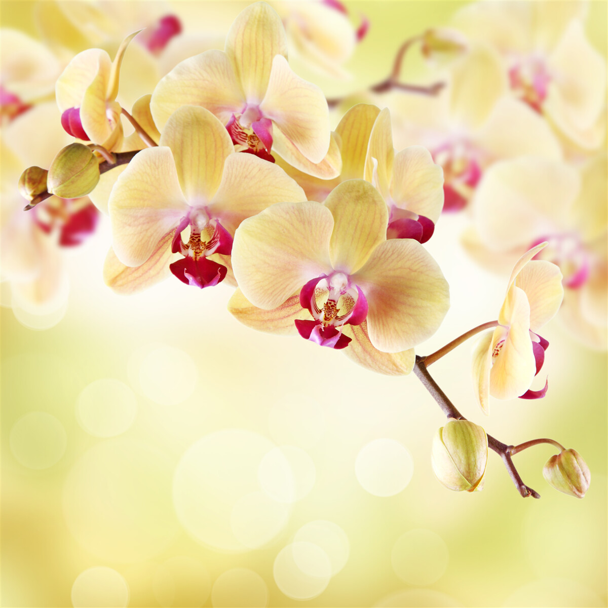 Fototapeta miękka kremowa orchidea z wdzięcznymi pąkami