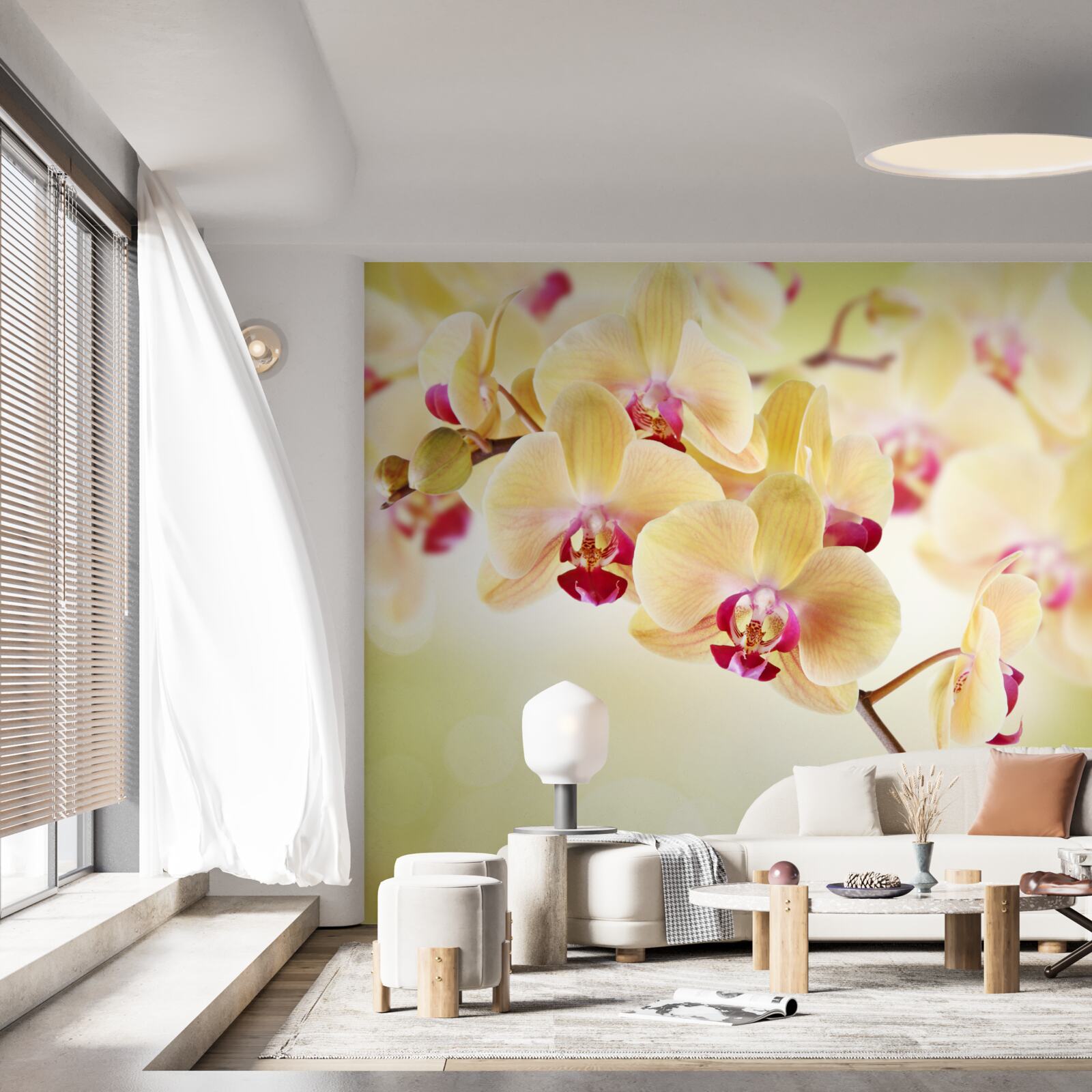 Fototapeta miękka kremowa orchidea z wdzięcznymi pąkami
