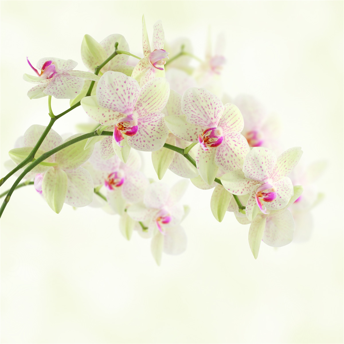 Fototapeta niezwykle bujne gałęzie z pąkami orchidei