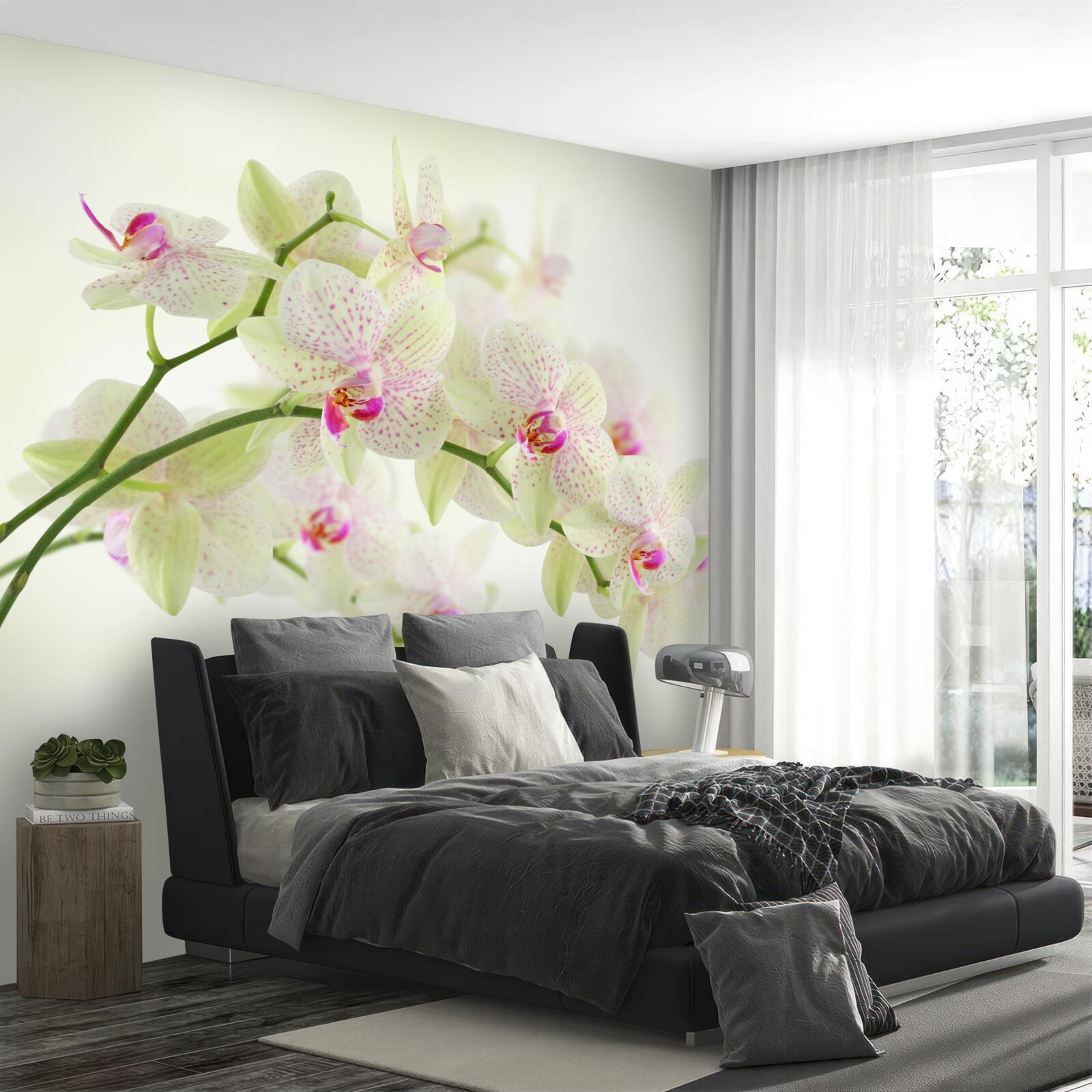 Fototapeta niezwykle bujne gałęzie z pąkami orchidei