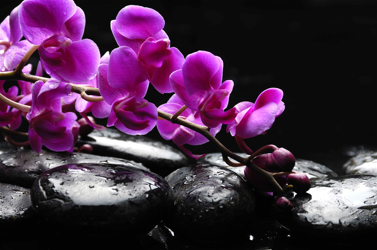 Fototapeta czarny kamień z fioletową gałązką orchidei