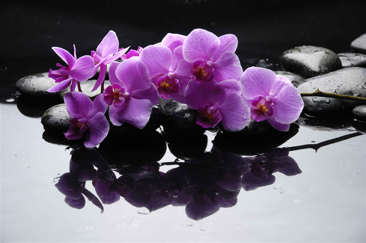 Fototapeta liliowa orchidea na kamieniu w pobliżu wody