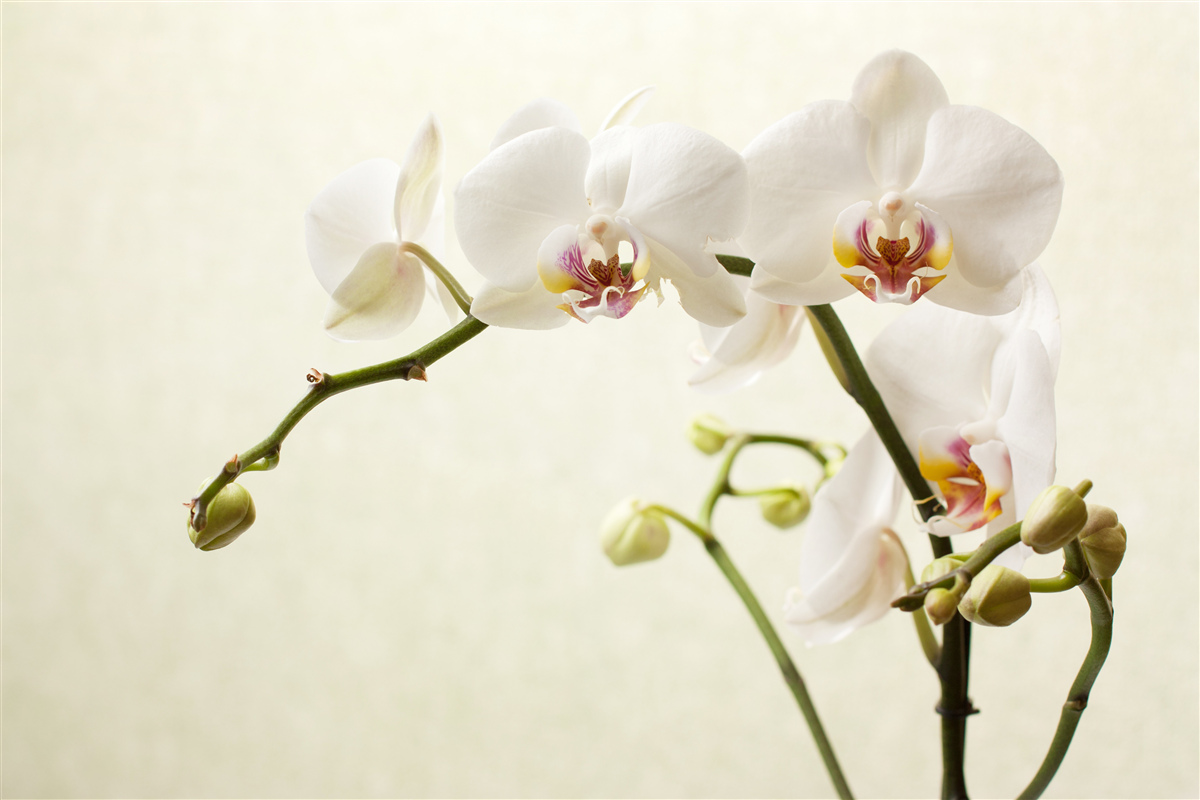 Fototapeta gałęzie białej orchidei na jasnym tle