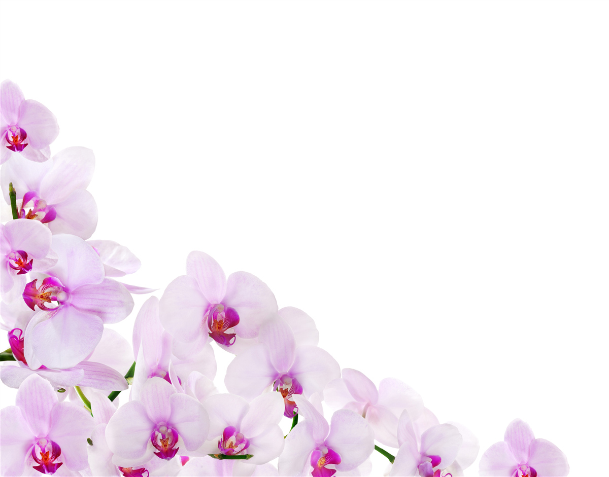 Fototapeta gałęzie lśniącej orchidei na jasnym tle