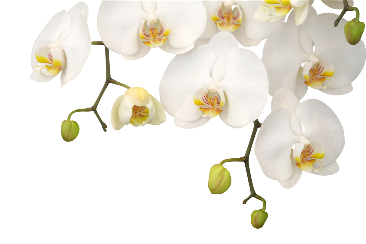 Fototapeta zwisają orchidee z białymi kwiatami
