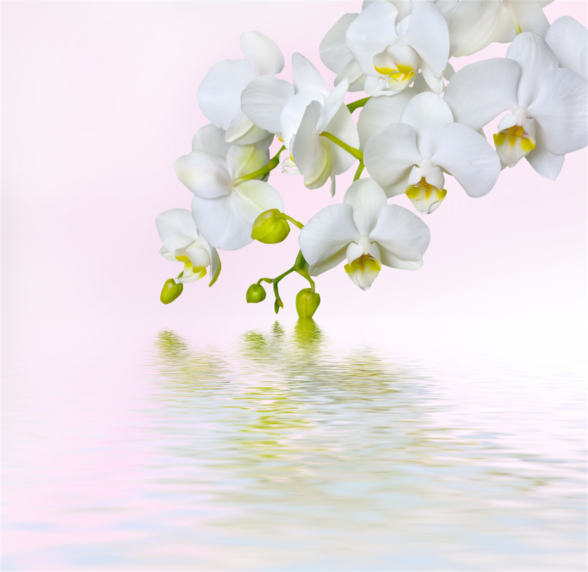 Fototapeta biała orchidea z kwitnącymi kwiatami i pąkami w pobliżu wody