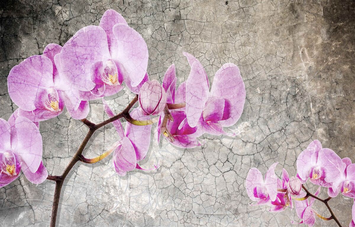 Fototapeta gałęzie orchidei w kolorze liliowym na szarym tle