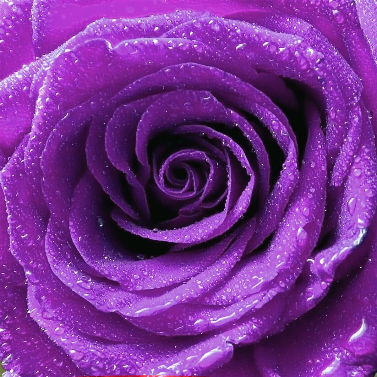 Fototapeta duże krople rosy na płatkach liliowej róży